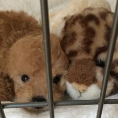 ちゃば