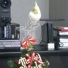 コトとシリウスのトーク