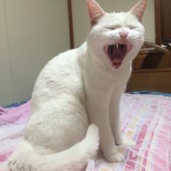 構ってちゃんです