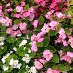 答えが欲しいです。