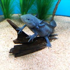 ウーパールーパー