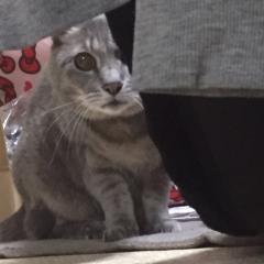 マスクドマーサ