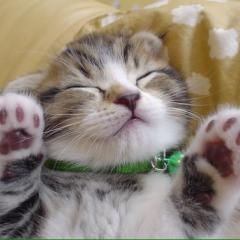 あい(∩´∀`∩)