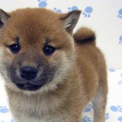 モンストでも、やりましょうかね〜(^o^)/