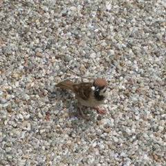 少しだけかまって？