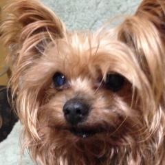 犬大好きな人