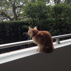 えーすです