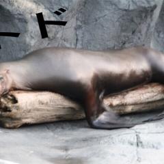 トド(IQ1004単細胞生物