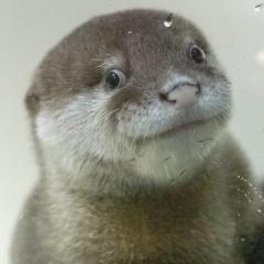 のやまっしー