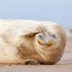 あざらしε(⌒o´・ω・)o