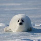 おおにし たかのり