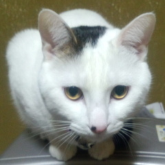 Tomo
