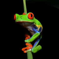 アカメアマガエル