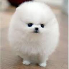 クロのトーク