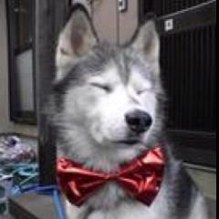 わんころ
