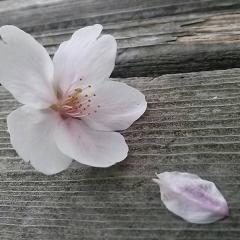 20代〜10代コーイ