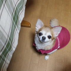はなの姉ちゃん
