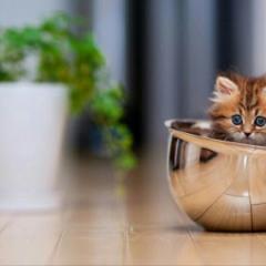 かわいいのとかっこいい画像屋