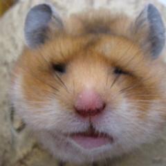ゆる〜く