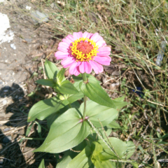 茉莉