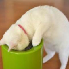 王様の耳はロバの耳ぃぃ！！