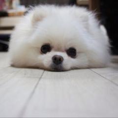 まくらだぬきのトーク