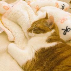 猫好き集まれー