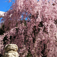 たかはしのトーク