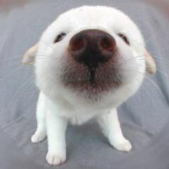 のぎー