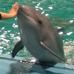 マイケルじゃん