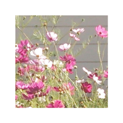 kid-lunaのトーク