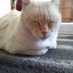 モンストナポレオンデータください？