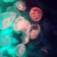 亜久津飛影のトーク