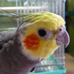 🐥かつのり🐥