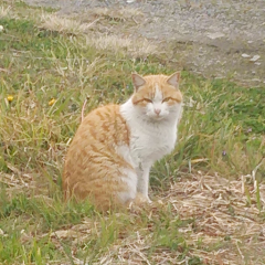 猫好きの猫たち　子猫から老猫まで生息中(^_-)