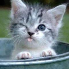 友達なりましょう！