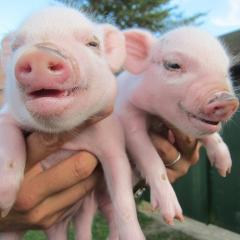 ゲーミング豚(イケメソ