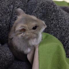 ぴーぴのトーク