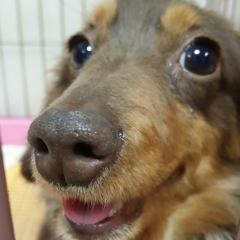 kamimi