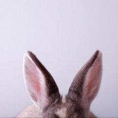 こぶ