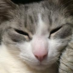 付き合ってほしいにゃ(=^ ･ω･)(深い意味はないはずw)