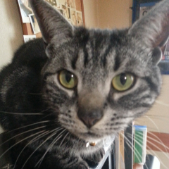 ねこさんのおはなし