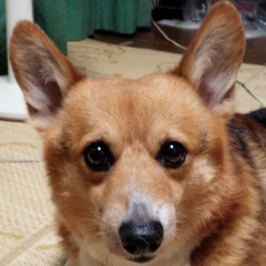 ふくはら