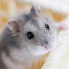 たた◢
