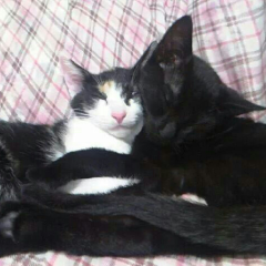 ☆猫好きな人よっといで！