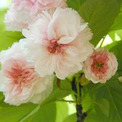 菊桜➕ユーラシア（お笑い芸人を目指す学生）
