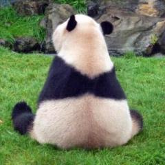 まつまつ