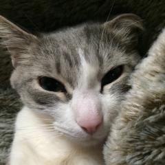 静岡県民かもんლ(ﾟдﾟლ)