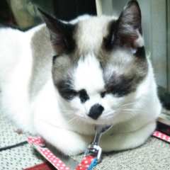 はるちゃんのトーク