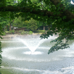 きく☆*:.｡. o(≧▽≦)o .｡.:*☆